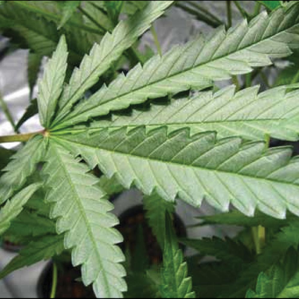Marijuana Awareness